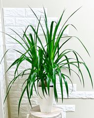 エバーフレッシュ⭐️曲がり 観葉植物 - メルカリ