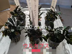 2026年最新】ブセファランドラsp.ghostの人気アイテム - メルカリ