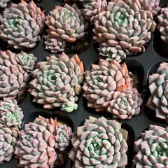 2026年最新】多肉植物 エケベリア クリッシーnライアンの人気アイテム