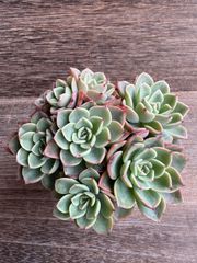 充実苗❣️☆多肉植物 フローレンス錦 エケベリア 韓国苗☆ - メルカリ