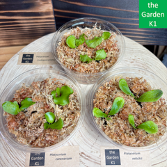 【ビカクシダ】コロナリウム・マダガスカリエンセ・ベイチー 幼苗 CMV001 【コウモリラン】