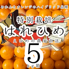 特別栽培のはれひめ5kg箱 【減農薬/愛媛の農家直送/全国追加送料なし】1/9注文受付分