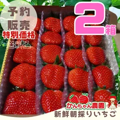 ②箱大粒【予約販売第2弾 】新鮮朝採りいちご