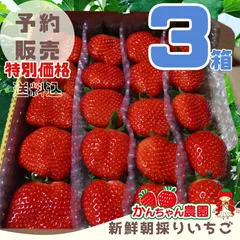 ③箱大粒【予約販売第2弾】 新鮮朝採りいちご