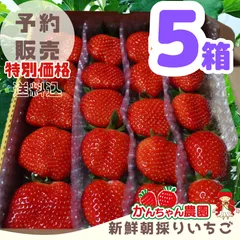 ⑤箱大粒【予約販売第2弾 】新鮮朝採りいちご