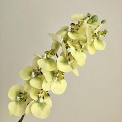胡蝶蘭 激レア 2苗セット - メルカリ