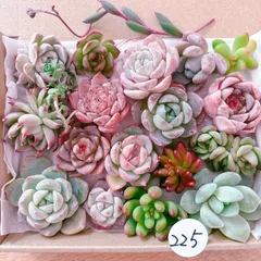 225 多肉植物寄せ植えセット