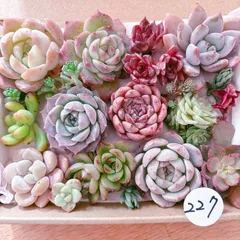 227 多肉植物寄せ植えセット