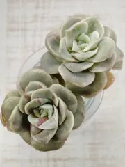 2026年最新】ラブリーローズ錦の人気アイテム - メルカリ