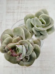 2026年最新】ラブリーローズ錦の人気アイテム - メルカリ