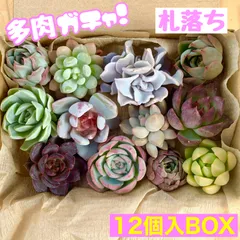 ⚪️多肉ガチャ【札落ち】12個入BOX 1箱
