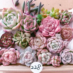 228 多肉植物寄せ植えセット