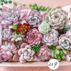 229 多肉植物寄せ植えセット