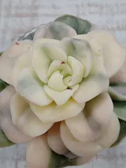 2026年最新】ラブリーローズ錦の人気アイテム - メルカリ