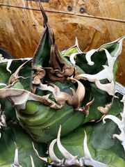 包心龍 lize血統 子株つき - メルカリ