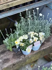 2026年最新】ビオラ苗の人気アイテム - メルカリ