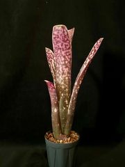 Billbergia 'Domingos Martins' × 'Catherine Wilson'｜強斑・発色良株