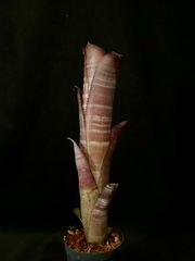 Billbergia 'YouTube'｜Lisa Vinzant Hybrid(現品) - メルカリ