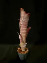 2026年最新】ビルベルギア ダースベイダーの人気アイテム - メルカリ