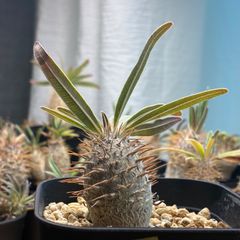 塊根植物】パキポディウム グラキリス 鉢ごと発送 送料無料 #233