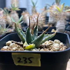 2026年最新】エボリスピナ実生の人気アイテム - メルカリ