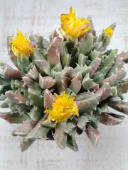 2026年最新】フォーカリアの人気アイテム - メルカリ