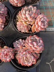 【12株の抜き苗セット】ピンクモンロー　多肉植物　佐川急便発送　エケベリア　韓国苗　Z453