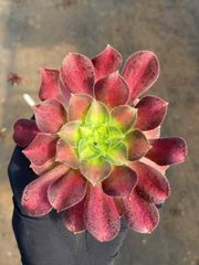 36株の抜き苗セット】ピンクドリーム 多肉植物 佐川急便発送