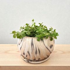 叢　多肉植物　アートピース　作家　作元朋子　激レア　希少　珍品 サボテン　植木鉢 叢 多肉植物 アートピース 作家 作元朋子 激レア 希少 珍品 サボテン