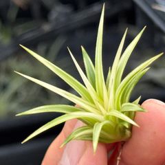 現品＊ ホワイト率多め＊ 肉厚がっちり幅広葉極上株＊ 白と緑のコントラストくっきり＊ チランジア イオナンタ アルボマルギナータ(アルボマージナータ) Tillandsia ionantha Albomarginata＊エアプランツ＠フラワーショップ江口