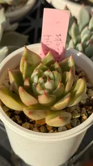 多肉植物　ゆめのんさん苗　(エボニーxそわそわ)xトバレンシス　札付き