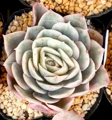 オウンスロー錦　エケベリア　韓国苗　多肉植物