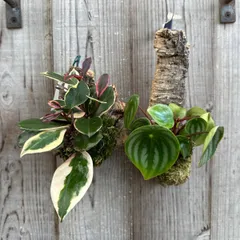 ペペロミア サンデルシー・ホヤ カルノーサ リップカラー コルク付け 2種セット 現品 サクララン 桜蘭 観葉植物 観葉 植物 珍奇植物 つる性 ハンギング プレゼント 贈り物 人生の出発 人生の門出 ハンギング リップ スイカぺぺロミア