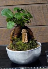 沖縄産　琉球盆栽　ガジュマル　メルカリ便 沖縄産 琉球盆栽 ガジュマル盆栽 メルカリ便 ガジュマル盆栽 琉球盆栽