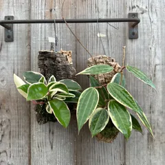 ホヤ 2種セット ホヤ カルノーサ リップカラー・ホヤ ゴールデンマージン コルク付け 現品 サクララン 桜蘭 観葉植物 観葉 植物 珍奇植物 つる性 プレゼント 贈り物 人生の出発 人生の門出 ハンギング