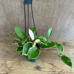 ホヤ カルノーサ リップカラー ④ 現品　サクララン 桜蘭 Hoya carnosa lip color サクララン 桜蘭 観葉植物 観葉 植物 珍奇植物 つる性 ハンギングにおすすめ プレゼント 贈り物 人生の出発 人生の門出