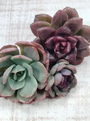 パインローズ錦　ブルーカンテ錦　デントラジャム錦　３点セット