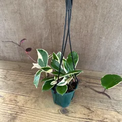 ホヤ カルノーサ リップカラー ⑤ 現品　サクララン 桜蘭 Hoya carnosa lip color サクララン 桜蘭 観葉植物 観葉 植物 珍奇植物 つる性 ハンギングにおすすめ プレゼント 贈り物 人生の出発 人生の門出