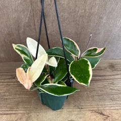 ホヤ カルノーサ リップカラー ⑥ 現品　サクララン 桜蘭 Hoya carnosa lip color サクララン 桜蘭 観葉植物 観葉 植物 珍奇植物 つる性 ハンギングにおすすめ プレゼント 贈り物 人生の出発 人生の門出