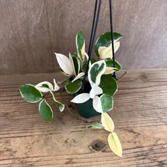 ホヤ アルゲンティア プリンセス【現品・タグ付・鉢付・メルカリ便】サクララン ホヤ アルゲンティア プリンセス【現品・タグ付・鉢付・メルカリ便