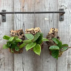 ホヤ ロツンディフォリア ・ホヤ パラティシカ・ホヤ カルノーサ クリンクル エイト  コルク付け 3種セット 現品 Hoya サクララン 桜蘭 観葉植物 観葉 植物 珍奇植物 珍奇 珍しい レア 希少 斑入り バリエガタ つる性植物 つる性 ハンギング