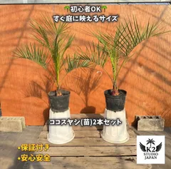 2026年最新】ココスヤシの人気アイテム - メルカリ