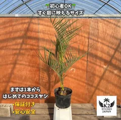 2026年最新】ココスヤシの種の人気アイテム - メルカリ