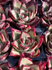 新発売　LL115　黒檀エボニー　128苗セット　土と根付き　多肉植物　エケベリア　韓国苗　サボテン　詰め合わせ　寄せ植え