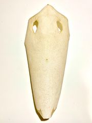 Item thumbnail for item 902b14fb-41c5-4f91-97ca-84b68487bbe7