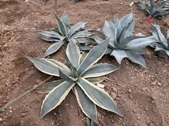 マシュマロクリーム大株　直径50㎝