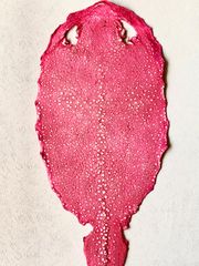 Item thumbnail for item d71f5bde-7d69-4904-b3c8-76d6ce42537a