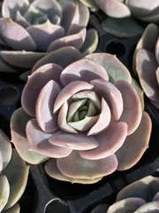 新発売LL119　ブルーサプライズ　72苗セット　土と根付き　多肉植物　エケベリア　韓国苗　サボテン　詰め合わせ　寄せ植え