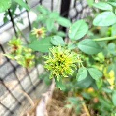 バラ　グリーンローズ　挿し木苗