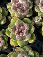 新発売　LL132　パープルクリスタル　105苗セット　土と根付き　多肉植物　エケベリア　韓国苗　サボテン　詰め合わせ　寄せ植え